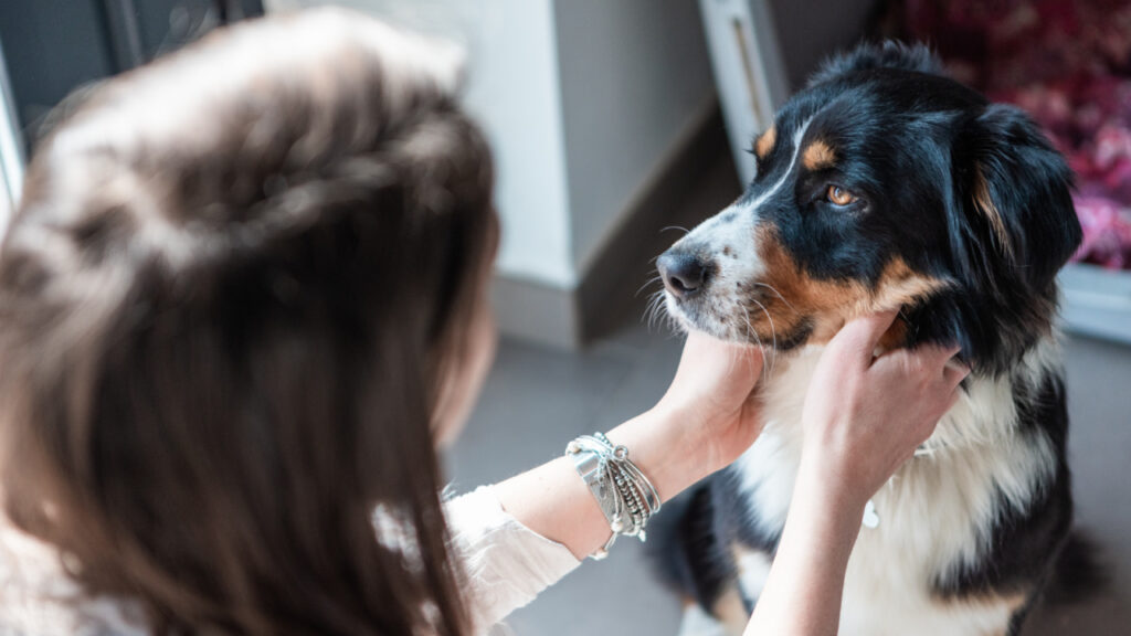Domestic Violence Pets